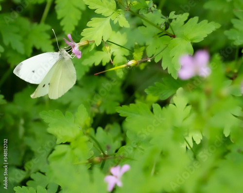 white butterfly pollinizing a plant photo