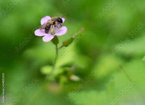 bee pollinizing a plant