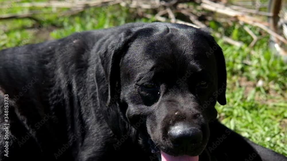 Black Labrador panting in the sun on the grass. Black Labrador panting in the sun on the grass.
