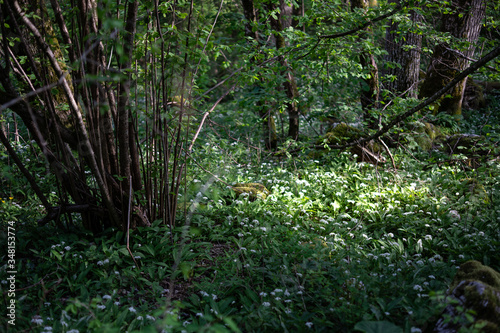 Verzaubertes Abendlicht f  llt in einen Bergwald voller B  rlauch-Bl  ten