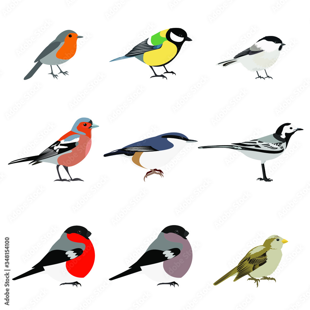 set of birds vector: Robin, great tit, chickadee, Finch, nuthatch, white Wagtail, bullfinch, Sparrow. Isolated on white background