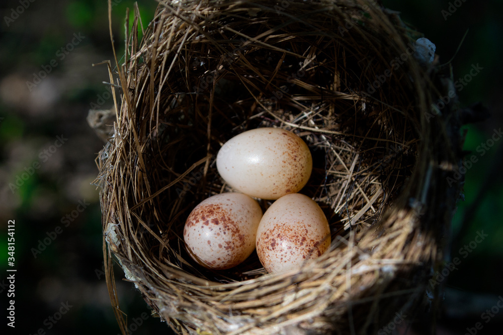 Bird's nest on the branches in the garden. Bird's nest on the branches in the garden.