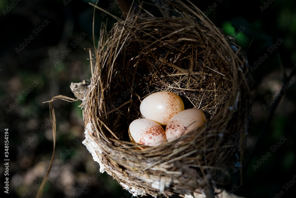 Bird's nest on the branches in the garden. Bird's nest on the branches in the garden.