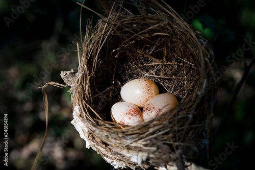 Bird's nest on the branches in the garden.