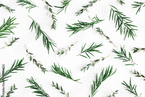 Flowers composition. Pattern made of eucalyptus leaves on white background. Flat lay, top view