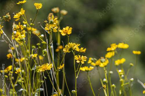 field of yellow flowers in nature