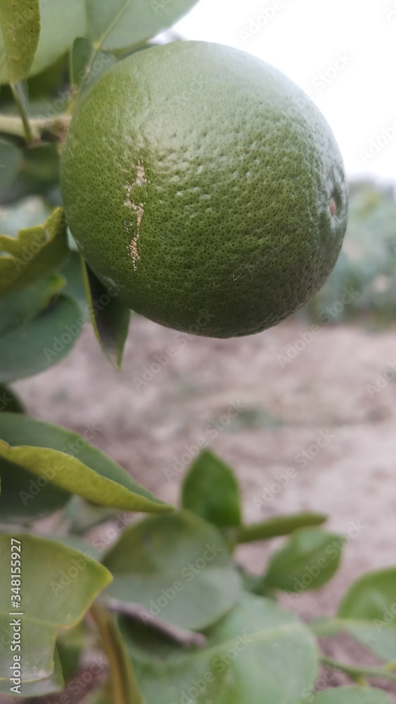 Green limes on a tree Fresh lime citrus fruit high vitamin C in the