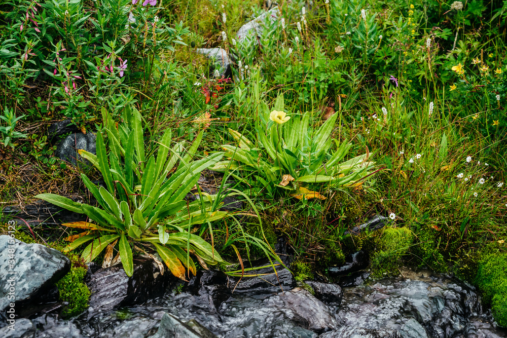 Obraz premium Great variety of grasses and flowers near spring water among stones. Mountain clear water stream near motley herbs. Rich vegetation of highlands. Small river among rich flora. Beauty of alpine nature.