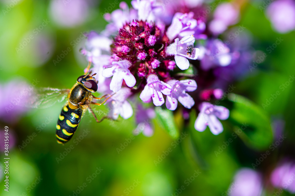 Hoverfly insect similar to wasp and bee on the summer savory flower Hoverfly insect similar to wasp and bee on the summer savory flower