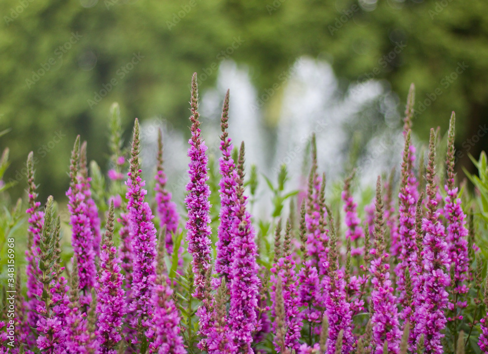 Naklejka premium Piękne różowe kwiaty Veronica w ogrodzie z niewyraźną fontanną w tle