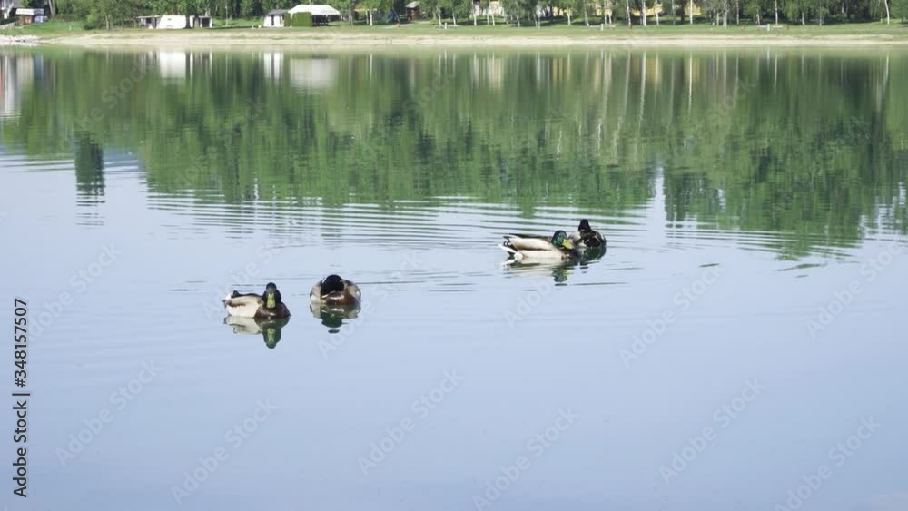 Ducks with interesting position floating on the lake Ducks with interesting position floating on the lake