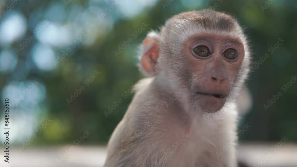 Little monkey looking into camera with a lot of bokeh in the background