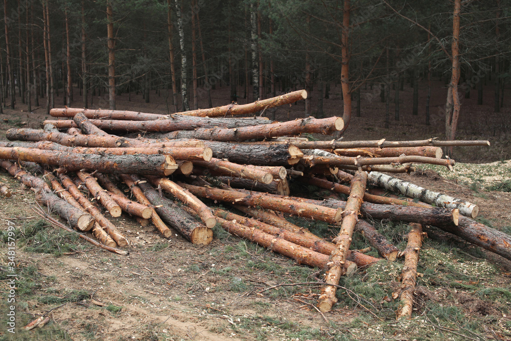 Environment, nature and deforestation forest - felling of trees Environment, nature and deforestation forest - felling of trees