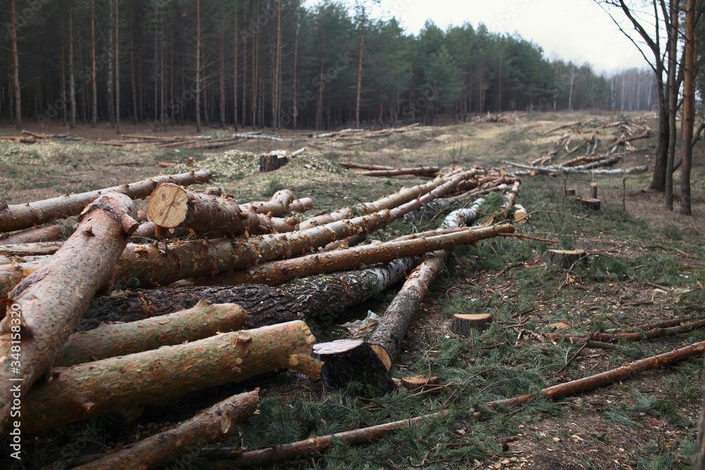 Environment, nature and deforestation forest - felling of trees Environment, nature and deforestation forest - felling of trees