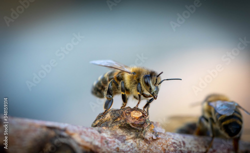 Honigbiene auf einem Ast Portrait © Katharina