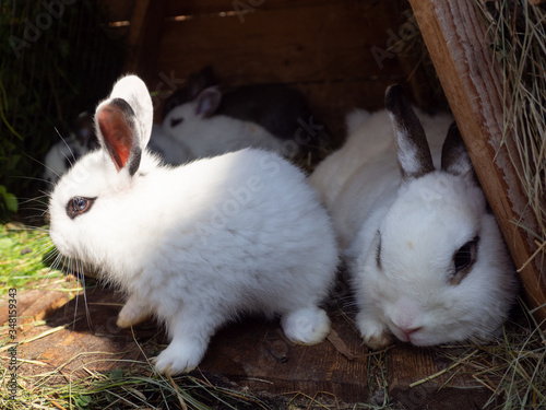 White hotot rabbit in the hutch on dry grass.