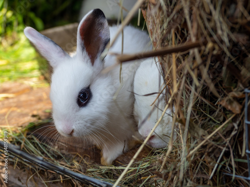 White hotot rabbit in the hutch on dry grass.