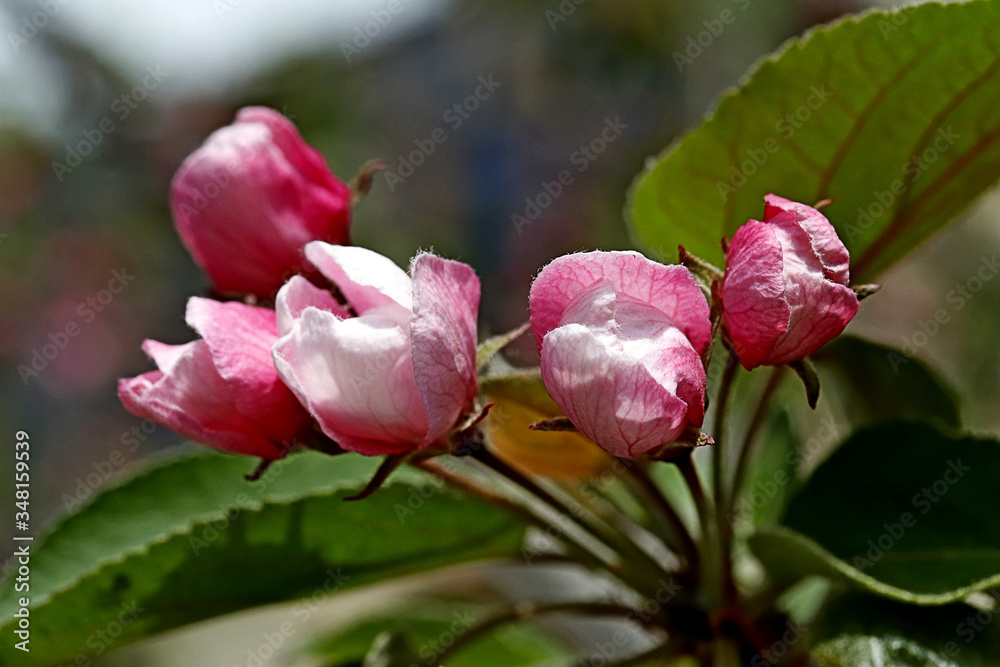 pink magnolia flower pink magnolia flower