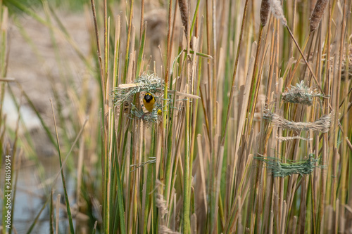 Asian golden weaver Male bird King of nesting birds