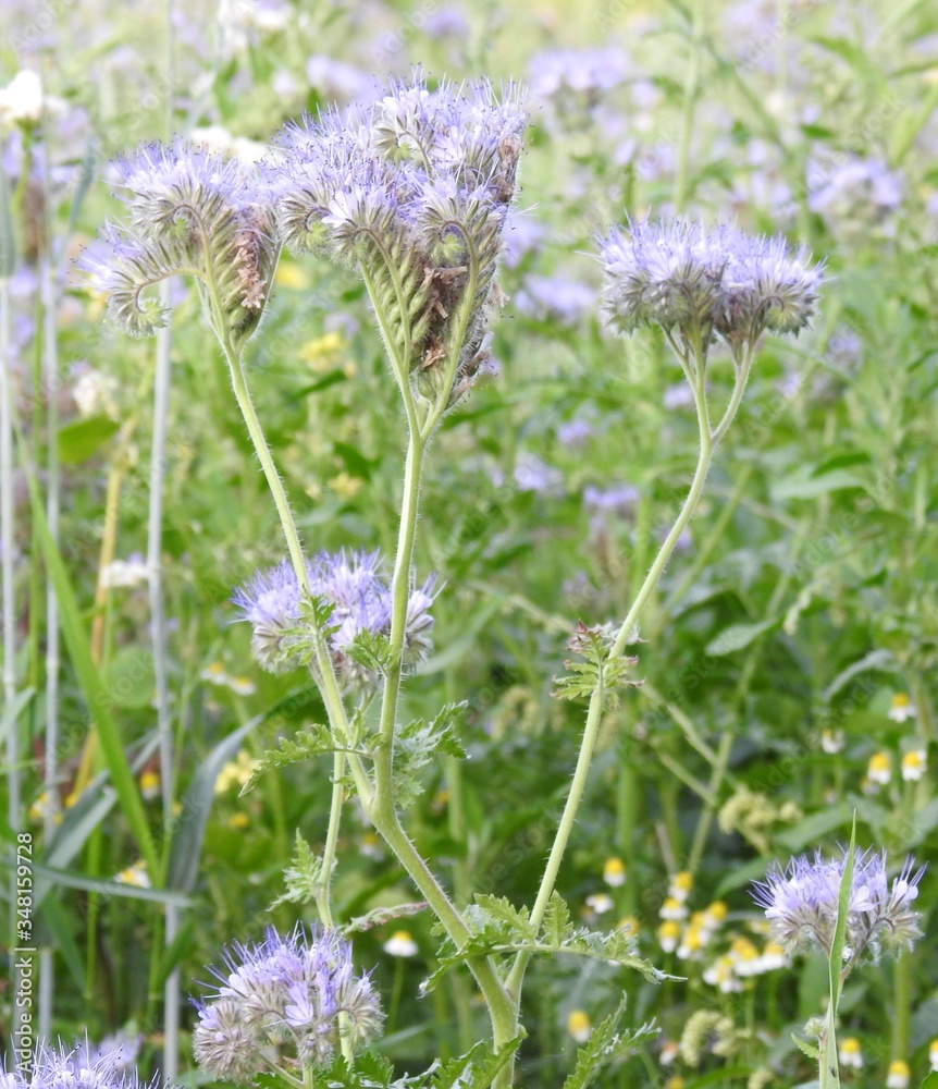 Bright purple flowers in the meadow Bright purple flowers in the meadow
