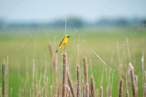 Asian golden weaver Male bird King of nesting birds