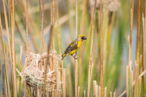 Asian golden weaver Male bird King of nesting birds