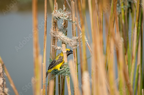 Asian golden weaver Male bird King of nesting birds