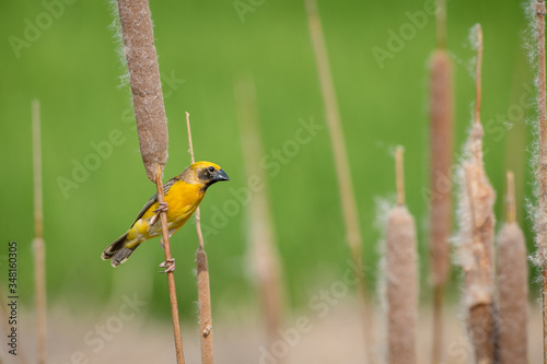 Asian golden weaver Male bird King of nesting birds