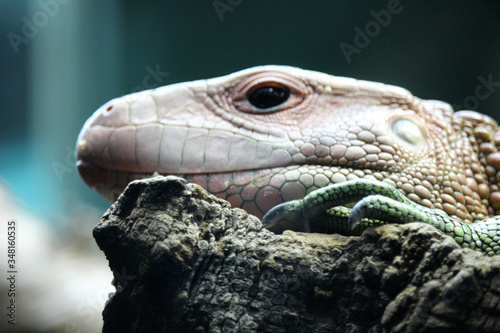 Foto macro de un lagarto caim  n  Dracaena guianensis 