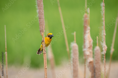 Asian golden weaver Male bird King of nesting birds