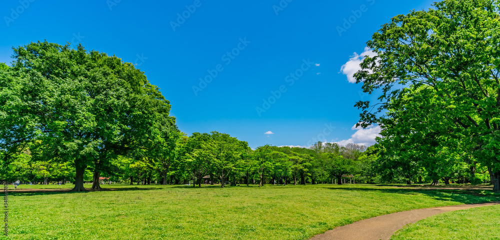 東京 渋谷 代々木公園 ~ Yoyogi Park, one of the largest parks in Tokyo, Japan ~