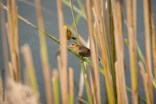 Asian golden weaver Female bird