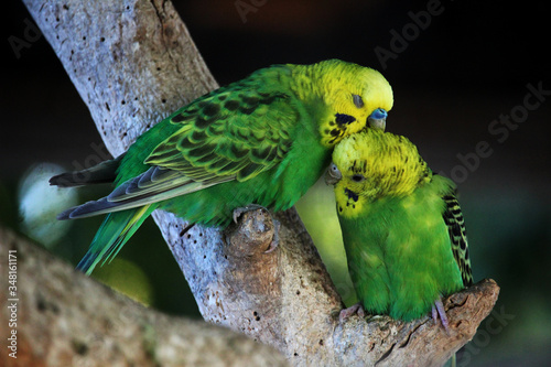 Pareja de periquitos verdes y amarillos (Melopsittacus undulatus)