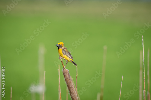 Asian golden weaver Male bird King of nesting birds