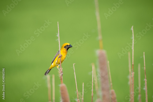 Asian golden weaver Male bird King of nesting birds