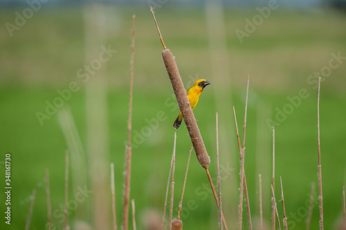 Asian golden weaver Male bird King of nesting birds