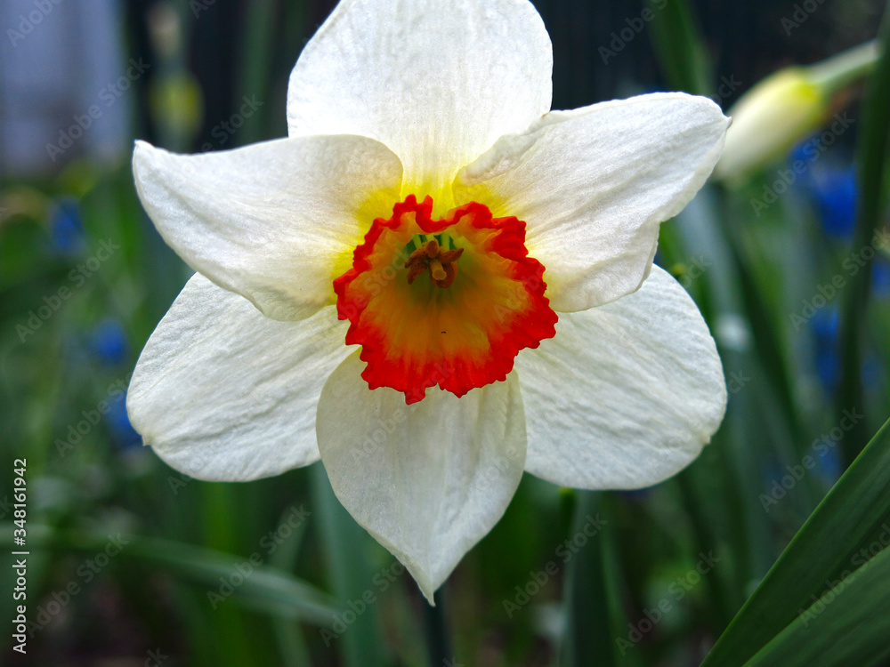 Fototapeta premium Narcissus blooms in the garden, a white flower with a yellow core