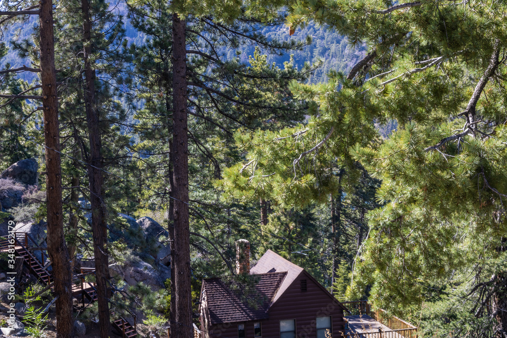 house in forest