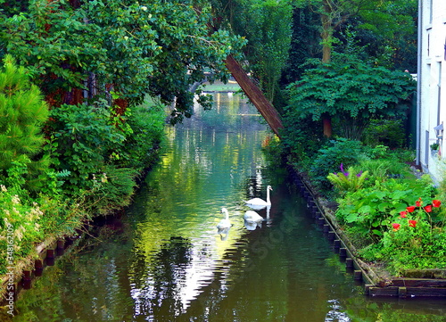 Bruges, Belgium. White swans floating on the water of canals against the backdrop of beautiful vegetation