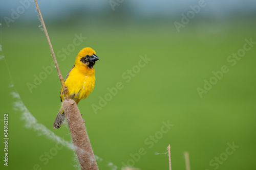 Asian golden weaver Male bird King of nesting birds