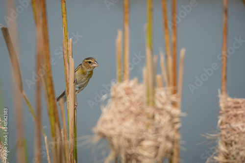 Asian golden weaver Female bird
