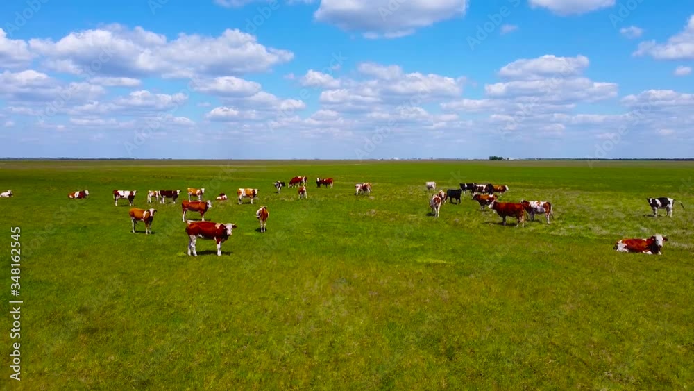 Aerial view of cows herd grazing on pasture field, top view drone. Aerial view of cows herd grazing on pasture field, top view drone.