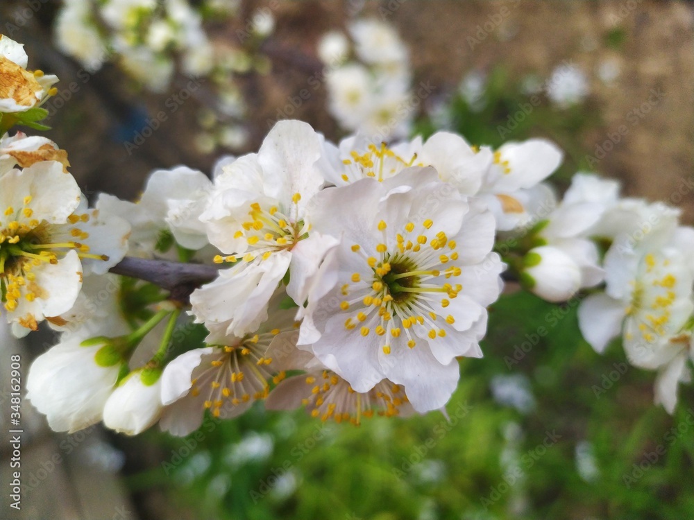 Flowers of a blossoming cherry tree