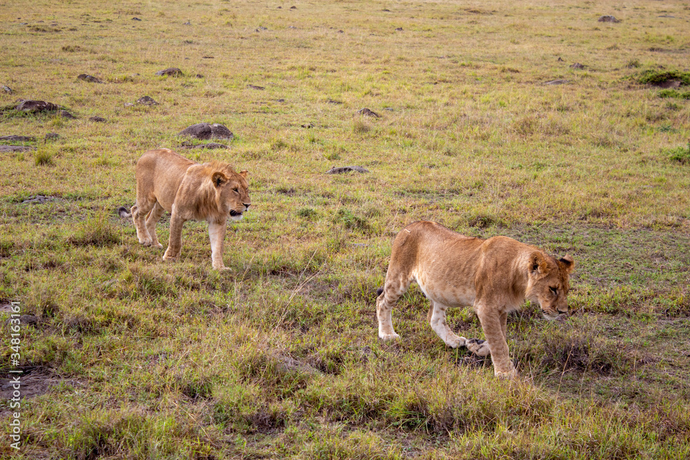 Fototapeta premium Afrika, Kenia, MasaiMara, Löwen, Paarungszeit, Wildness, Natur, LöwenPaar, Paar, Tiere