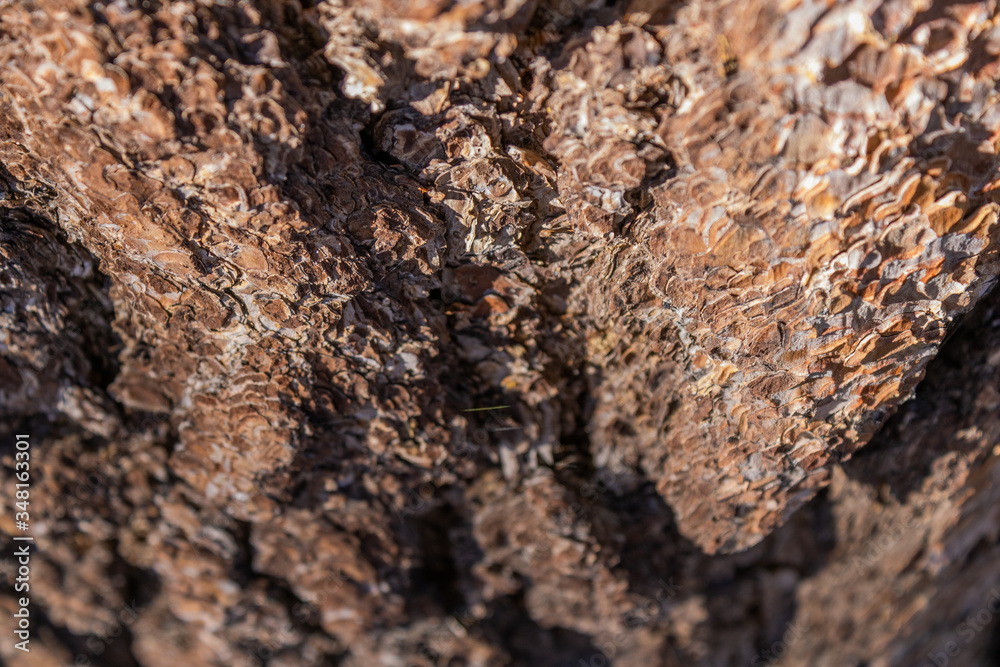 texture of wood texture of wood
