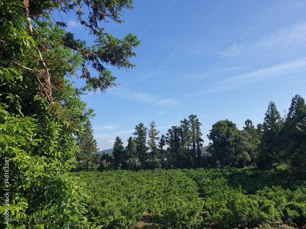 forest and sky