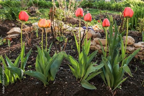 red and orange tulips blooming in the garden photo
