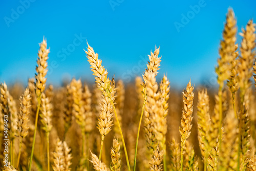 Golden wheat against blue sky. Colorful picture. Closeup.