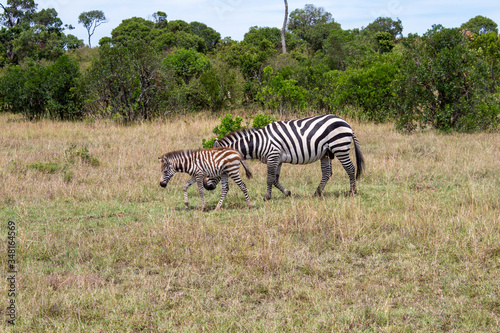Zebra Afrika Zebrababy Zebrakind