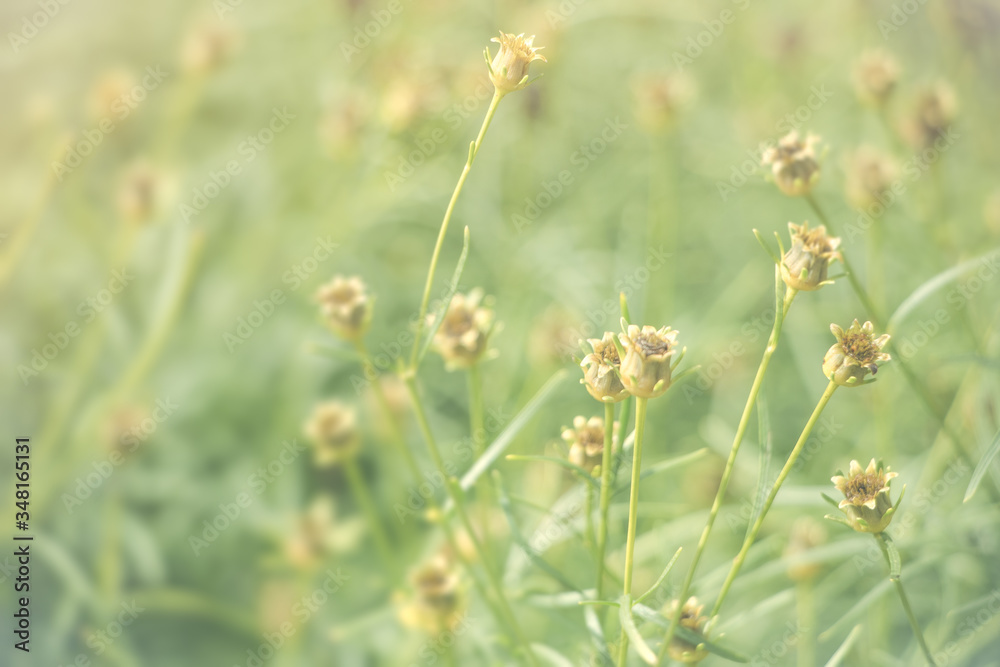 Blurry background of small flowers. Concept of feel free and release. Blurry background of small flowers. Concept of feel free and release.